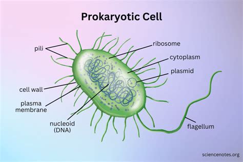prokaryote used in a sentence.